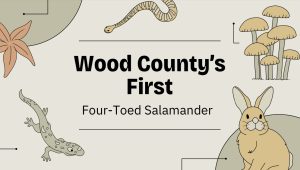 A Four-Toed Surprise