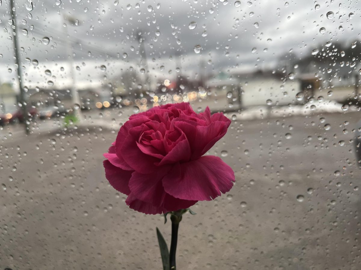 A carnation from a local florist.